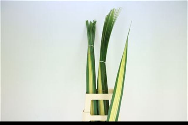 PANDANUS (BLAD)