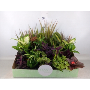 Planten  ..mix