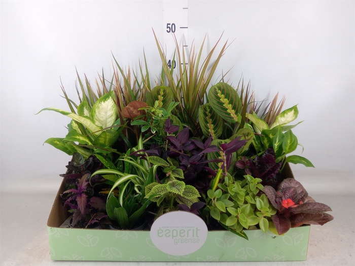 <h4>Planten  ..mix</h4>