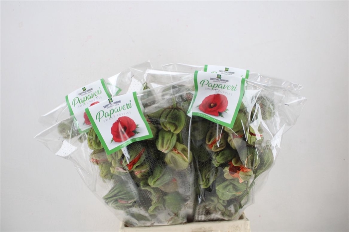 <h4>Papaver Mixed Extra P Stem</h4>