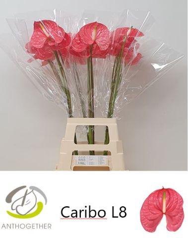 <h4>ANTH A CARIBO 20 XXL</h4>