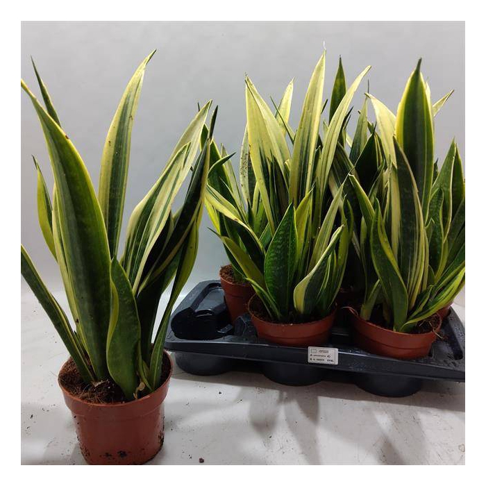 <h4>Sansevieria trifasciata 16Ø 55cm</h4>