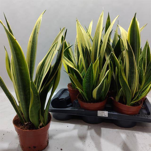 Sansevieria trifasciata 16Ø 55cm