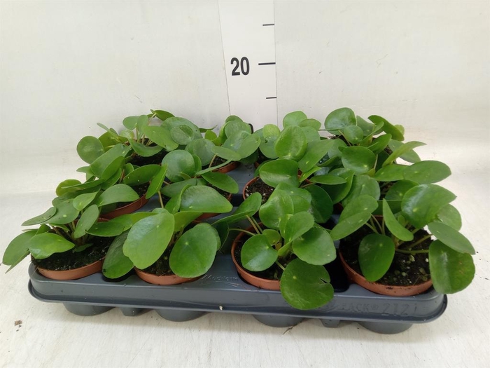 <h4>Pilea peperomioides</h4>