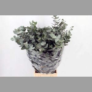 Euca Cinerea 300gr P Bunch S A