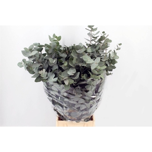 Euca Cinerea 300gr P Bunch Sa
