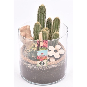 Glas cilinder 15cm/H 15cm