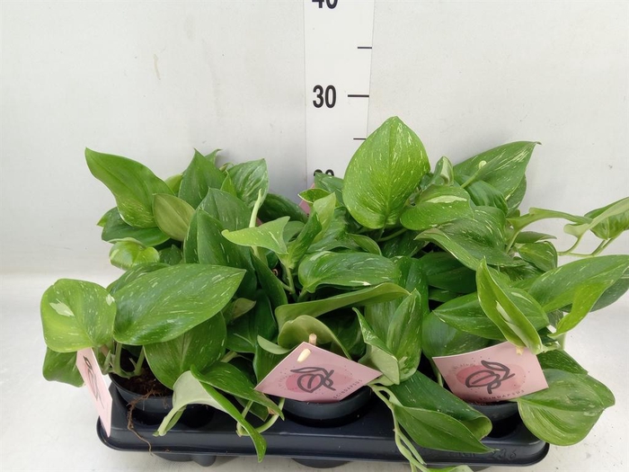 <h4>Scindapsus   ...</h4>