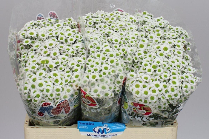 <h4>Sant Mad White</h4>