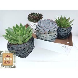 ARR SUCCULENTEN