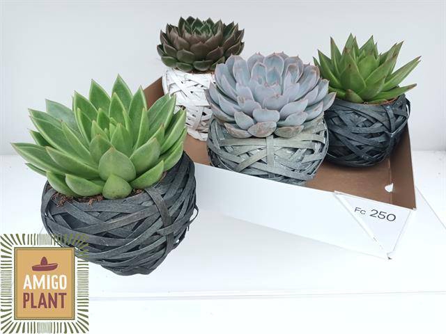 <h4>ARR SUCCULENTEN</h4>