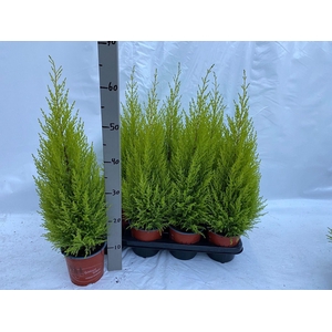 Cupressus macr. Goldcrest Wilma