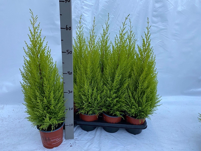 <h4>Cupressus macr. Goldcrest Wilma</h4>
