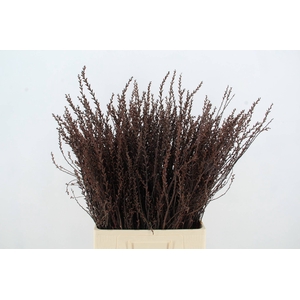 MYRICA GALE (GAGEL)