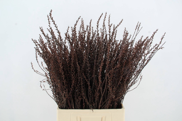 <h4>MYRICA GALE (GAGEL)</h4>