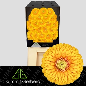 Germini Pomponi Honeydew Diamond