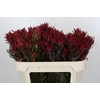 Leucadendron Blush Spray