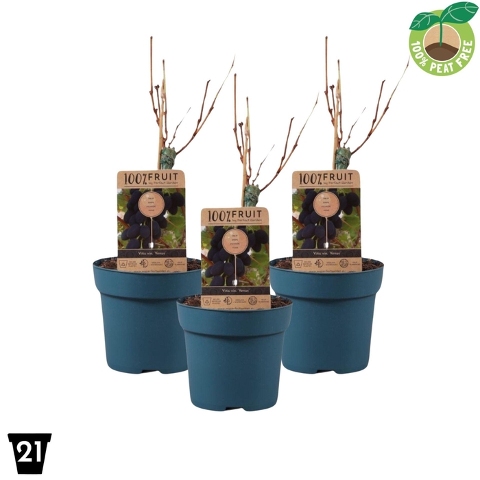 <h4>Vitis overig wit</h4>