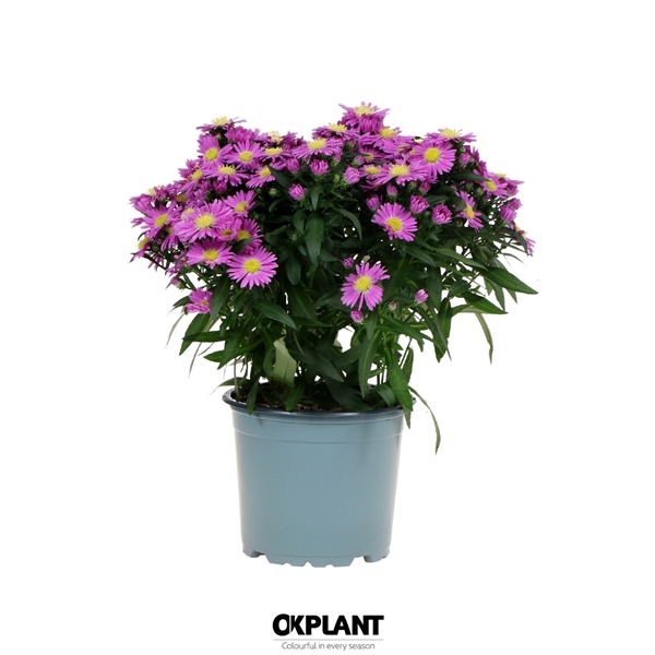 <h4>Aster Starletta Serie pink</h4>
