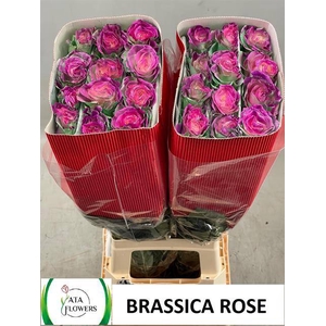 R GR OV KLB H% BRASSICA ROSE
