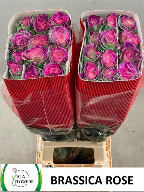 <h4>R GR OV KLB H% BRASSICA ROSE</h4>