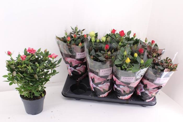 <h4>RO PATHIT GEM 6 SRT</h4>