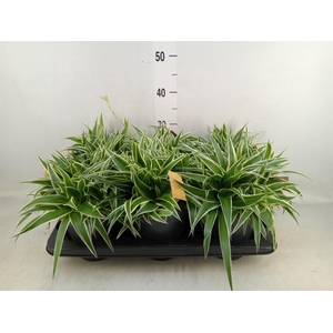 Chlorophytum com. 'Ocean'