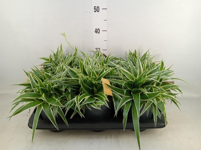 <h4>Chlorophytum com. 'Ocean'</h4>