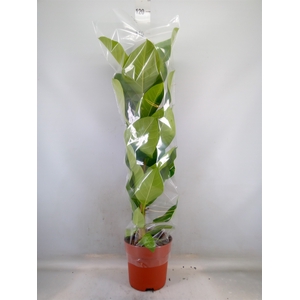Ficus altissima