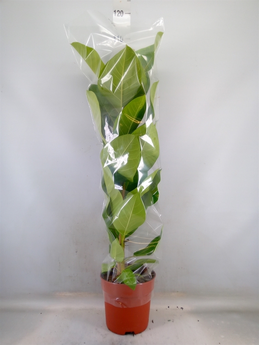 <h4>Ficus altissima</h4>