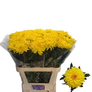 Chr G Ye Dark Yellow