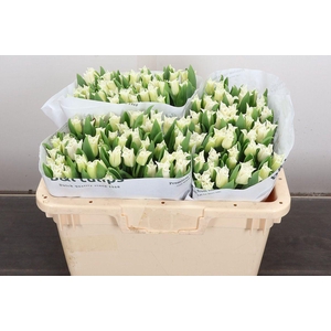 Tulipa CO 'White Liberstar'
