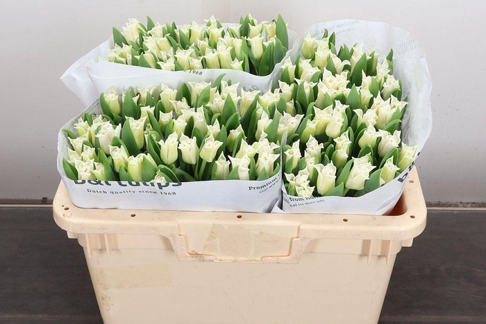 <h4>Tulipa CO 'White Liberstar'</h4>