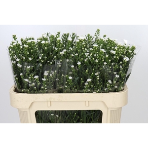 Aster Paquita