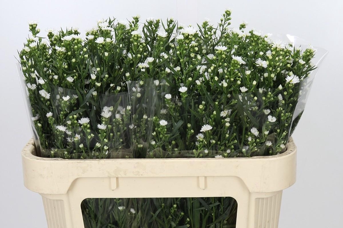 <h4>Aster Paquita</h4>