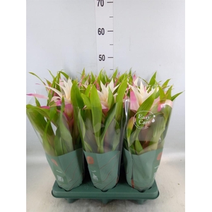 Guzmania  'Deseo Magical White'