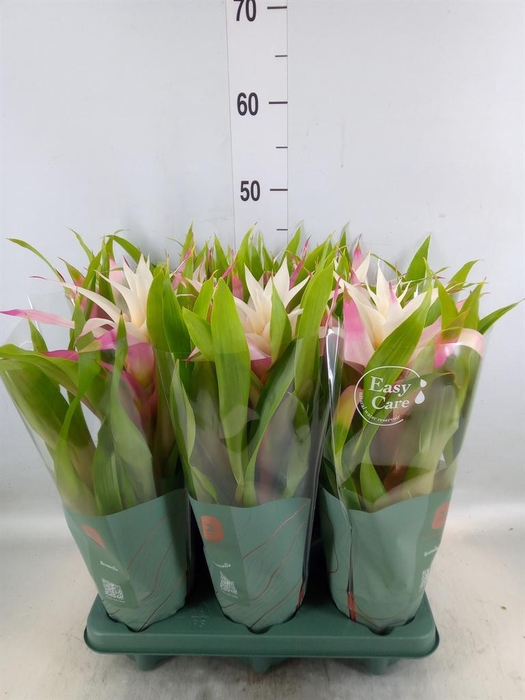 <h4>Guzmania  'Deseo Magical White'</h4>