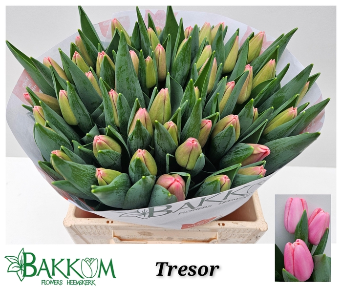 <h4>TU EN TRESOR</h4>