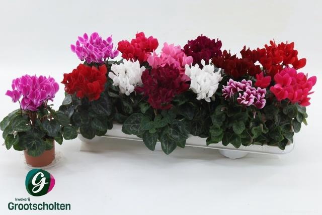 <h4>CYCL KL SUP VERANO</h4>