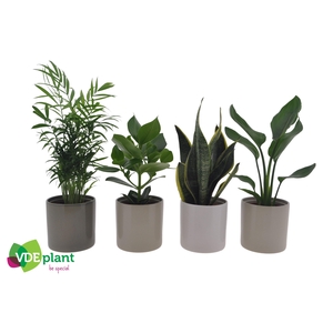 Ov Kamerplanten Gemengd Keramiek Havana