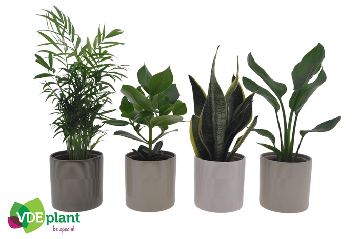 <h4>Ov Kamerplanten Gemengd Keramiek Havana</h4>