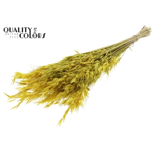 Avena Wild per bunch Yellow
