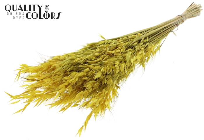 Avena Wild per bunch Yellow