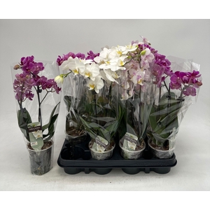 PHAL GEM