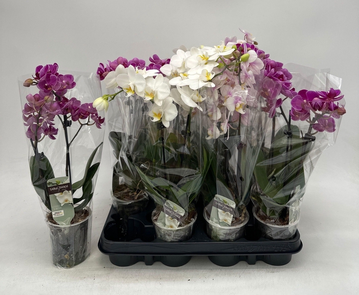<h4>PHAL GEM</h4>