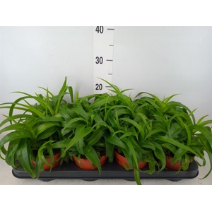 Chlorophytum com. 'Green Bonnie'