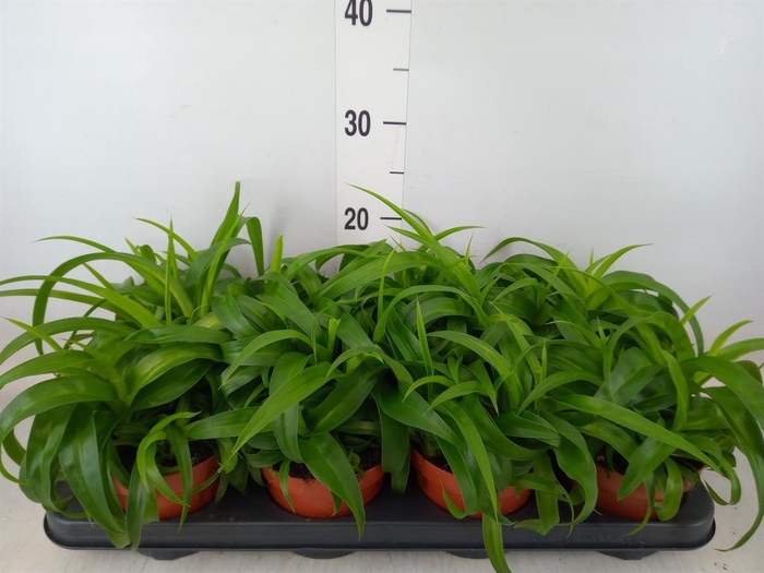 <h4>Chlorophytum com. 'Green Bonnie'</h4>