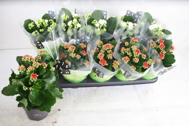 <h4>KAL GE GEM 2 KL</h4>