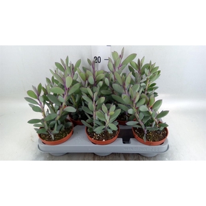Senecio crassissimus