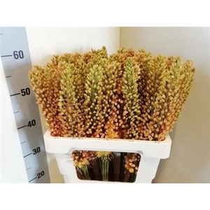 EREMURUS SH COR BEAU
